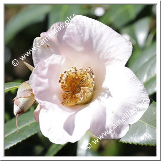 Camellia Hybrid C.x williamsii 'Hiraethlyn'
