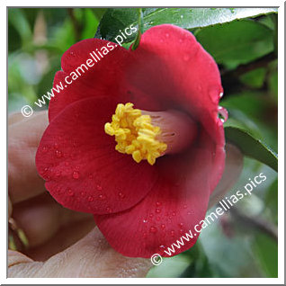 Camellia Japonica 'Hisaka-ichigô'