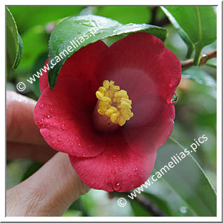 Camellia Japonica 'Hisaka-ichigô'