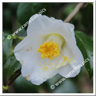 Camellia Japonica 'Hôkidori'