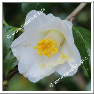 Camellia Japonica 'Hôkidori'