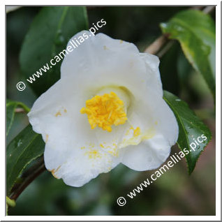 Camellia Japonica 'Hôkidori'