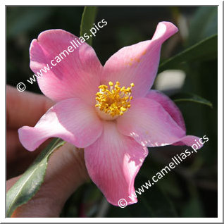 Camellia Hybrid C.x williamsii 'Holland Orchid '