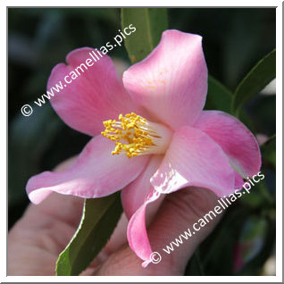 Camellia Hybrid C.x williamsii 'Holland Orchid '