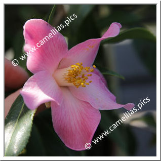 Camellia Hybride C.x williamsii 'Holland Orchid '