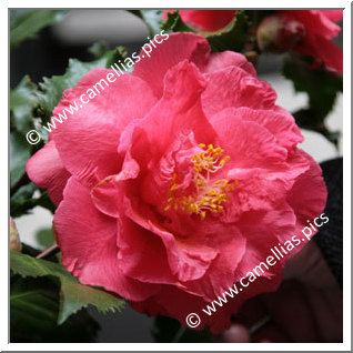 Camellia Japonica 'Holly Bright'