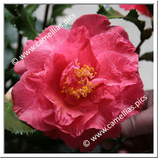 Camellia Japonica 'Holly Bright'