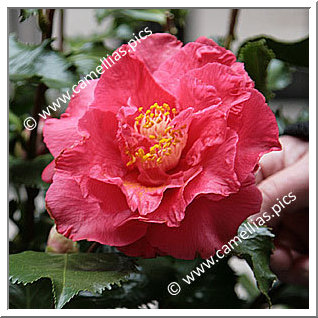 Camellia Japonica 'Holly Bright'