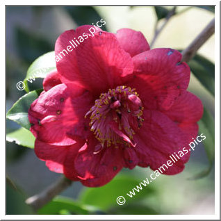 Camellia Japonica 'Hongfengwei'