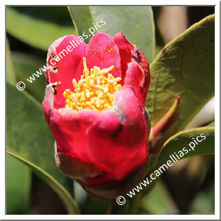 Camellia Botanique 'C. hongkongenis'