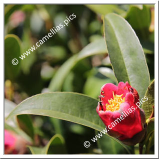 Camellia Species C. hongkongenis