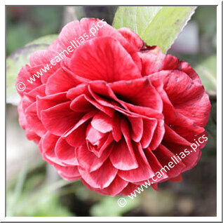 Camellia Japonica 'Hongye Beila'