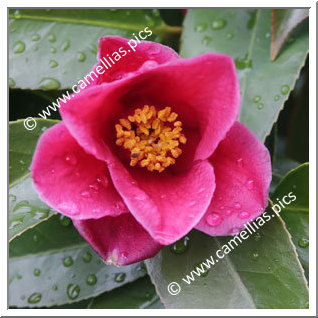 Camellia Hybrid 'Honkon-no-hoshi'