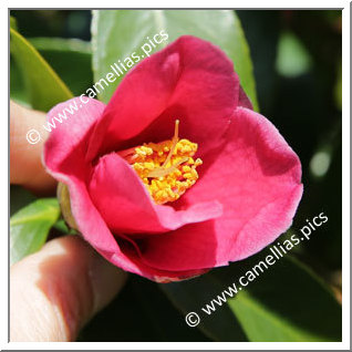 Camellia Hybrid 'Honkon-no-hoshi'
