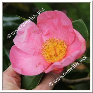 Camellia Hybride 'Hooker'