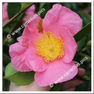 Camellia Hybride 'Hooker'