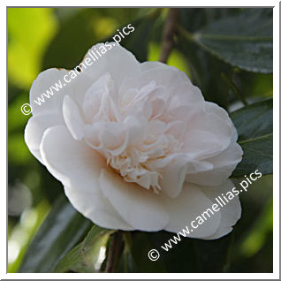 Camellia Hybride C.x williamsii 'Hope'