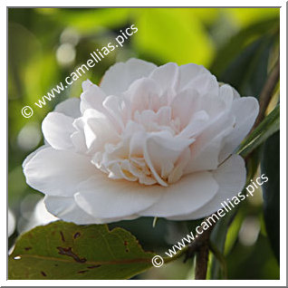 Camellia Hybrid C.x williamsii 'Hope'