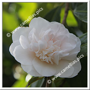 Camellia Hybrid C.x williamsii 'Hope'