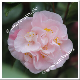 Camellia Japonica 'Hopkin's Pink'