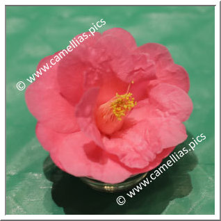 Camellia Hybrid 'Hot Pink'