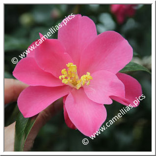 Camellia Japonica 'Hôu ôu'