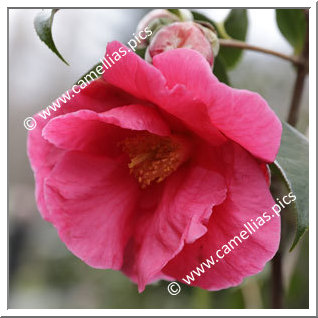 Camellia Reticulata 'Houye Diechi'