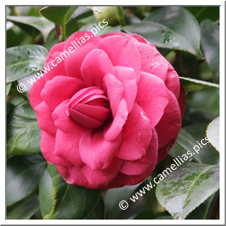 Camellia Japonica 'C.H. Hovey '