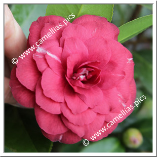 Camellia Japonica 'C.H. Hovey '