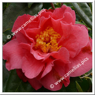 Camellia Hybrid C.reticulata  'Howard Asper'