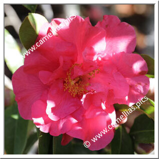 Camellia Hybride C.reticulata 'Howard Asper'