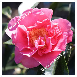 Camellia Hybrid C.reticulata  'Howard Dumas'