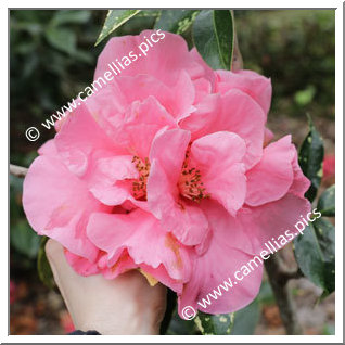 Camellia Hybrid C.reticulata  'Howard Dumas'