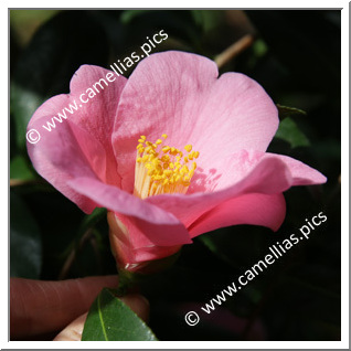 Camellia Botanique 'C. hozanensis'