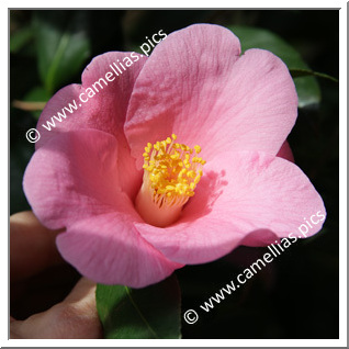 Camellia Species 'C. hozanensis'