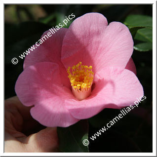 Camellia Botanique 'C. hozanensis'