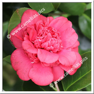 Camellia Japonica 'Huafoding'
