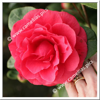 Camellia Japonica 'Souvenir de Hubert Thoby'