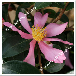 Camellia Sasanqua 'Hugh Evans'