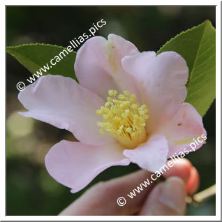 Camellia Botanique 'C. huillensis'