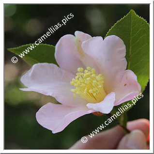 Camellia Species C. huillensis