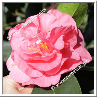 Camellia Hybride 'Hulyn Smith'