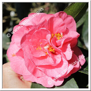 Camellia Hybride 'Hulyn Smith'