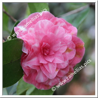 Camellia Japonica 'Humilis'