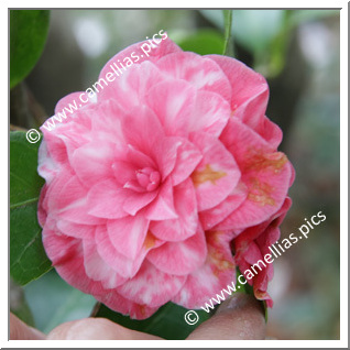 Camellia Japonica 'Humilis'