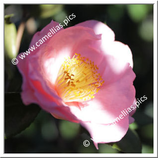Camellia Japonica 'Henry E. Huntington'
