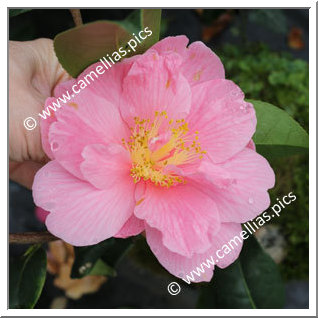 Camellia Hybride 'Ice Follies'