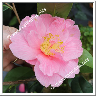Camellia Hybrid 'Ice Follies'
