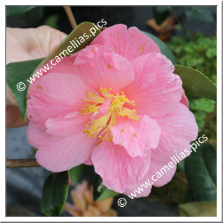 Camellia Hybrid 'Ice Follies'