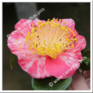 Camellia Higo Camellias 'Ichifusa '